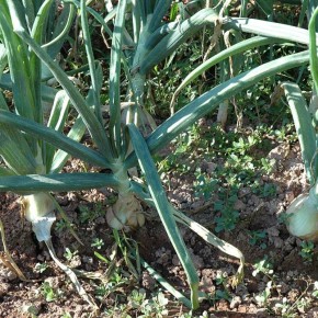 ����������� ���� ��� ������ ������