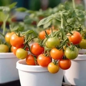 ������ �� ���������� ������: ��� ����� ����� ��� ������� ������