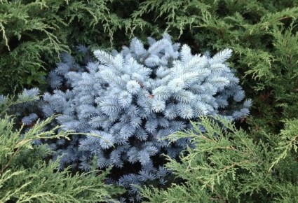 Голубая ель: откуда этот уникальный цвет и почему она может позеленеть?