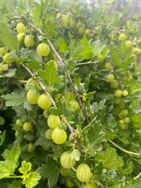 Как вырастить сладкий крыжовник: избегаем распространенных ошибок