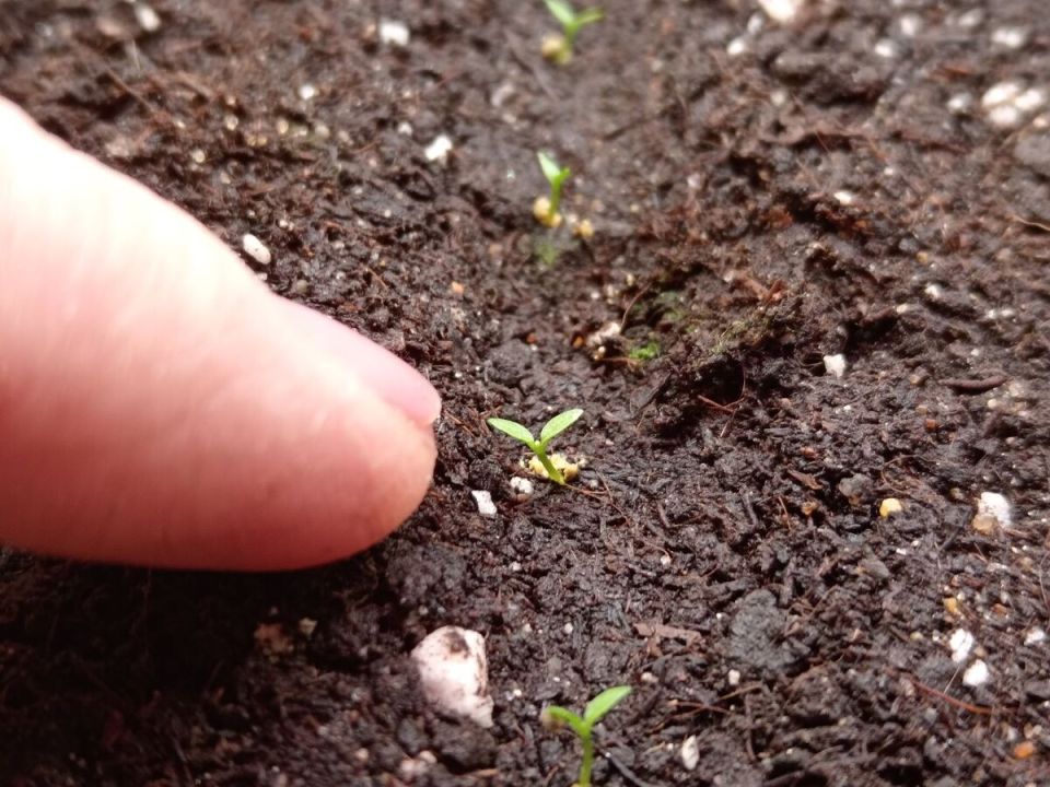 ������� ������: ��� ������ ������, ����� ������ ������ �����