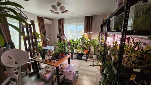 Как комнатные растения справлялись с летним зноем: неожиданные решения и новые достижения