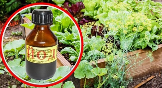 ��� ��� ������� ��� ������ �� ��������� � �����