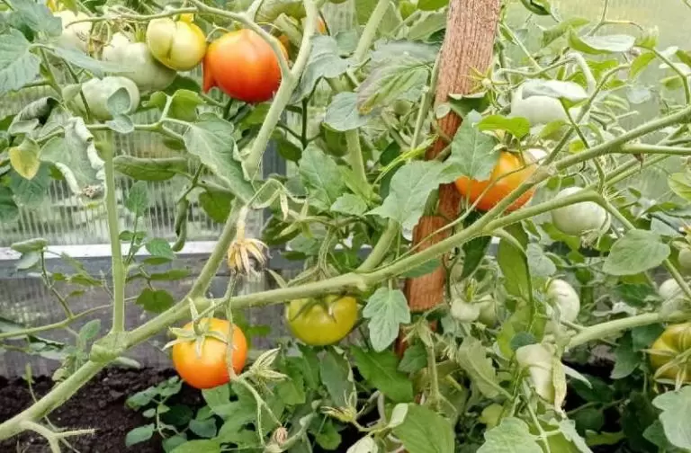 Топ-5 томатов для вяления в этом сезоне