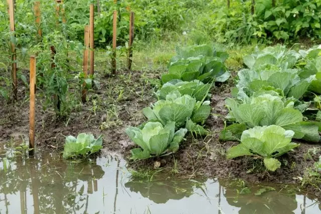 Как дождливое лето угрожает огороду и что с этим делать
