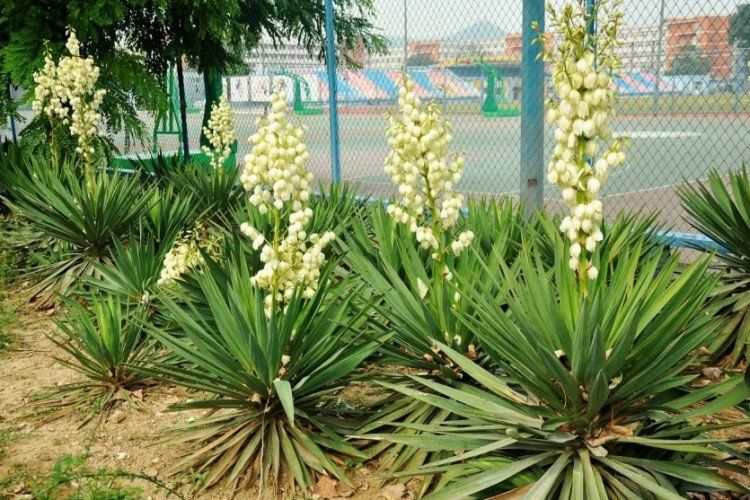 ����� �������� ����: ����, ����������� � �������� ������ �������� �����