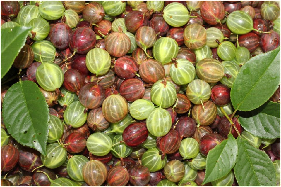 ������ ������ �� ����������: ��� ��������� ������ ���� �� ����