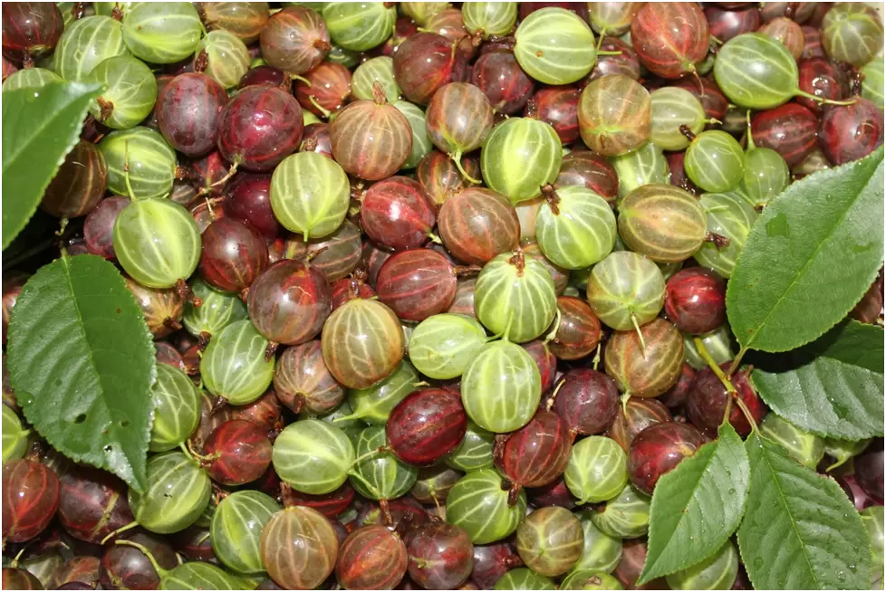 Летний компот из крыжовника: как сохранить летний вкус до зимы