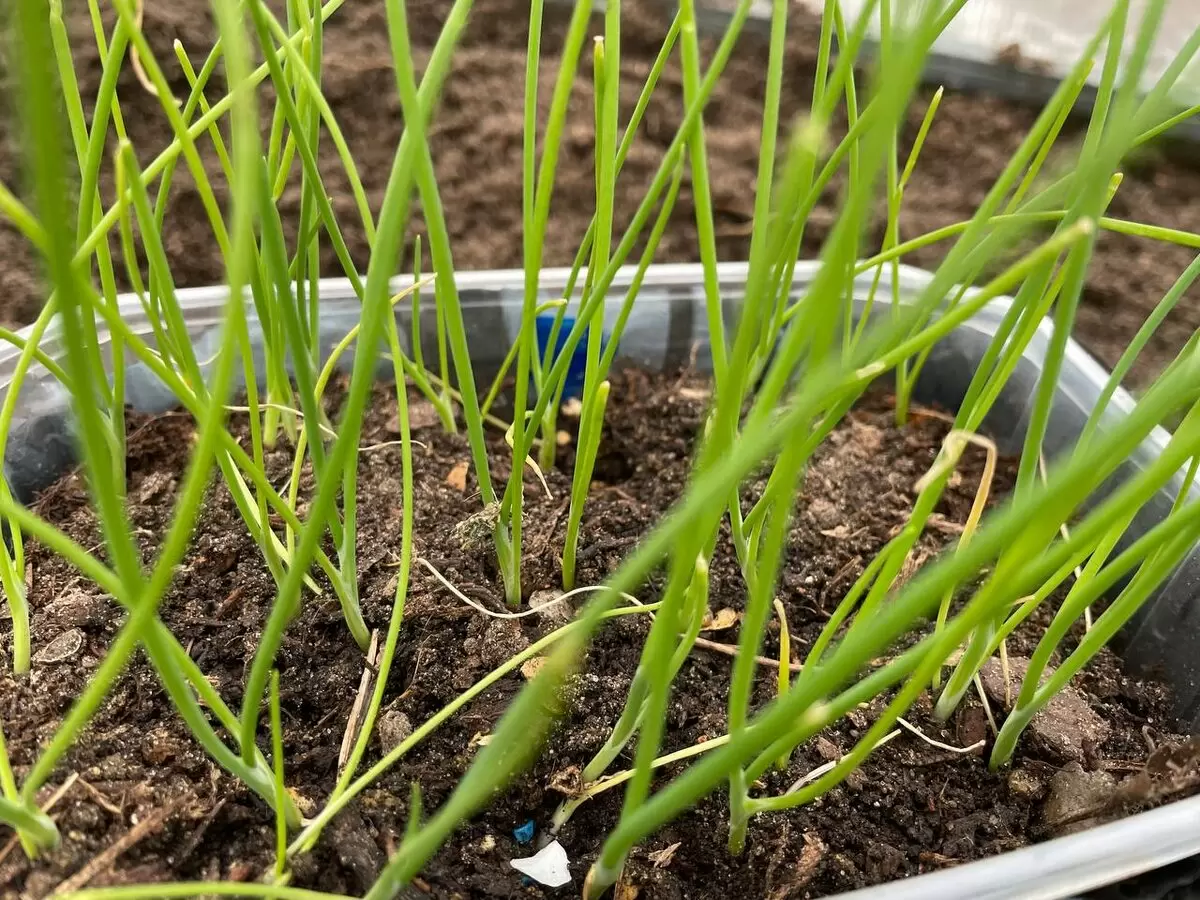 Когда лучше сеять баклажаны, сельдерей, лук-порей и лук Эксибишен в 2026 году