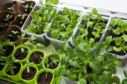 ������� ������� �������: ��� �������� �������� ������� ��� �������� ������