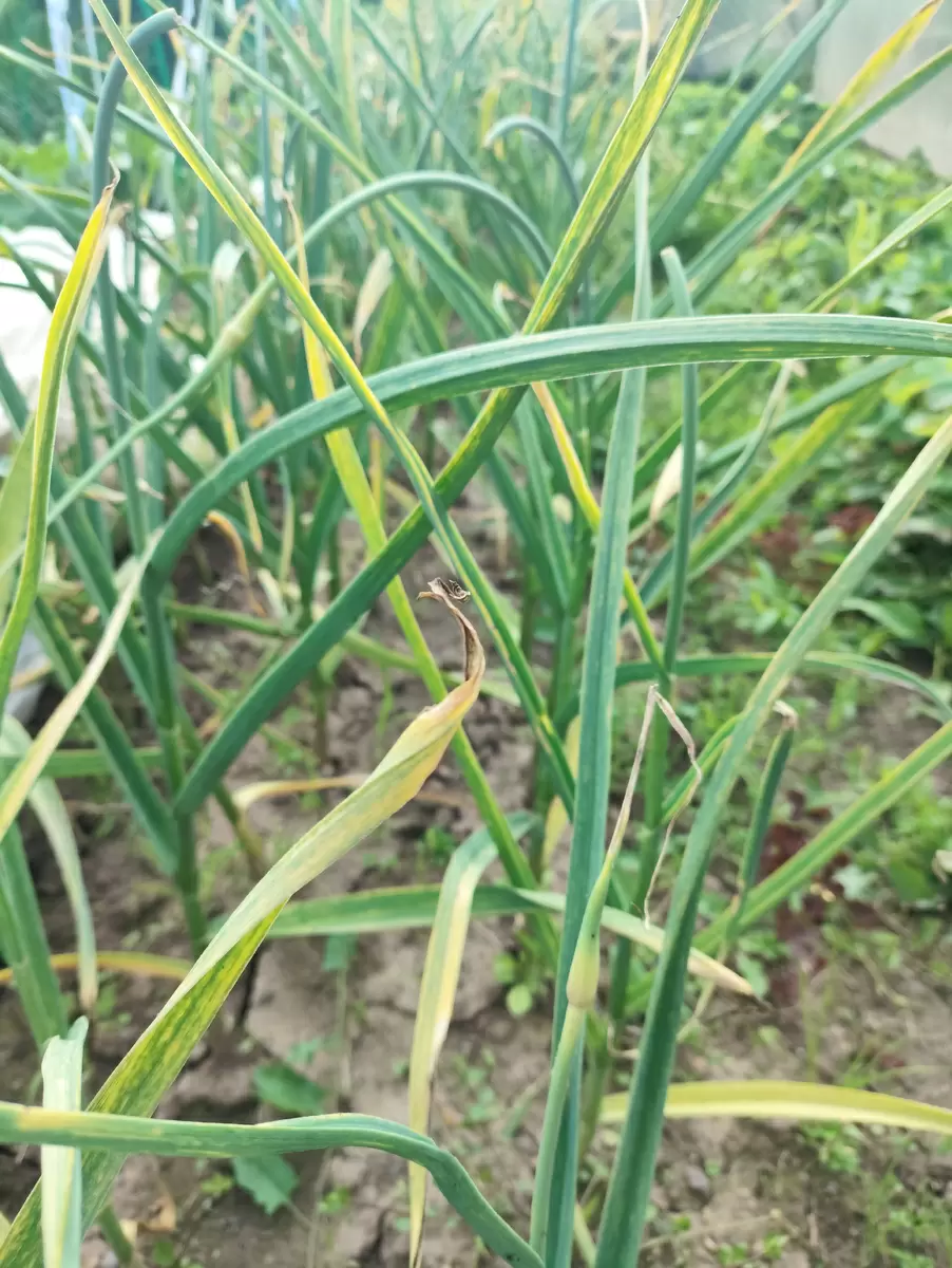 Как правильно собрать и сохранить лук и чеснок: советы экспертов