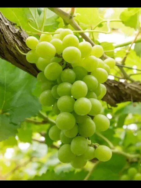 ��������: ������ �������� �������� � �������� ������� � ������� ��������������