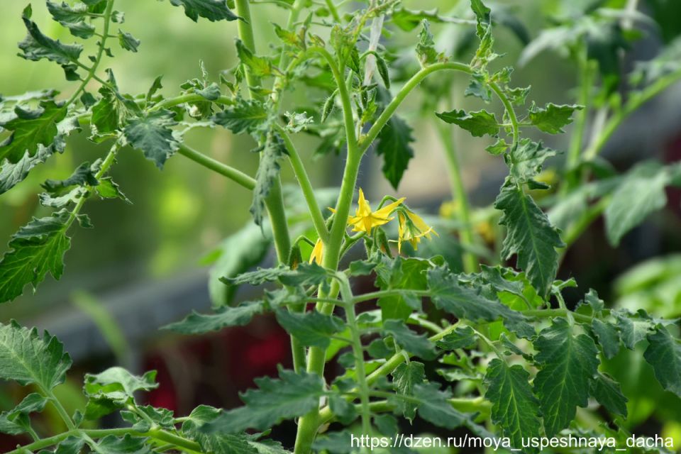 ��� ��������� ������������� �������� ��� ������� ������