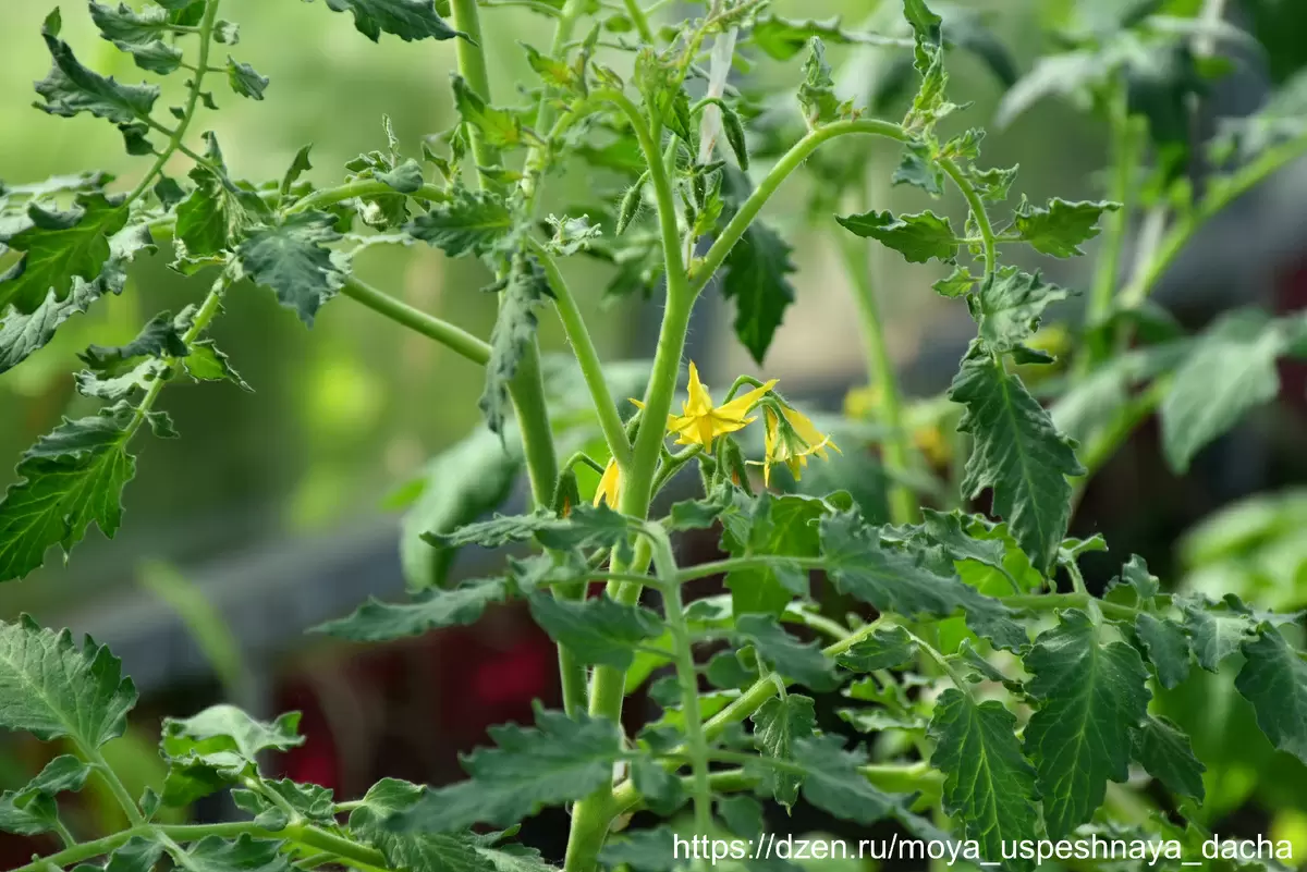 Как правильно подкармливать помидоры для щедрого урожая