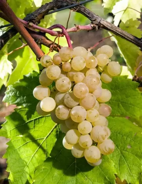 Мускат Московский: идеальный виноград для вашего сада