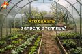 Как избежать весеннего хаоса в теплице: что сажать в апреле