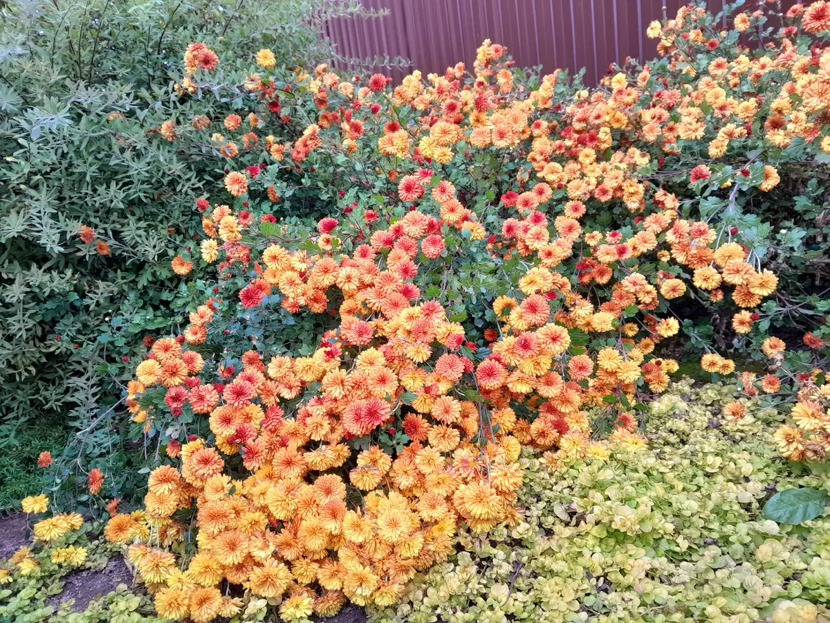 Хризантемы: надёжные друзья для вашего сада