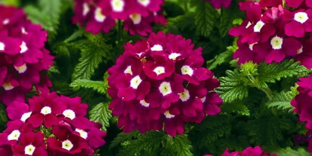 �������: ��� � ��� ����� �����