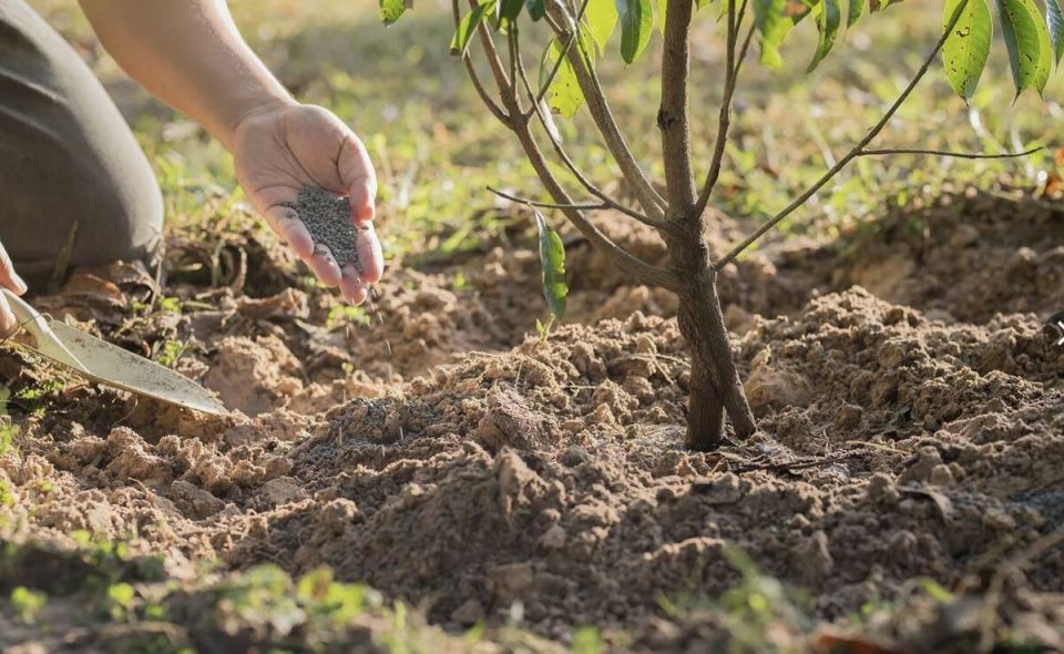 ������� ��������� ����: ���� ������, ������� ����� ���������� �����