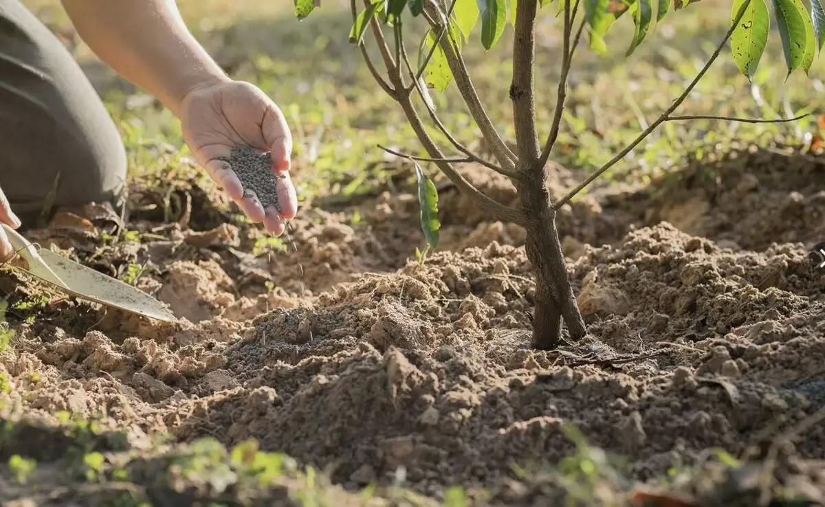 Осенняя подкормка сада: пять ошибок, которые могут обернуться бедой