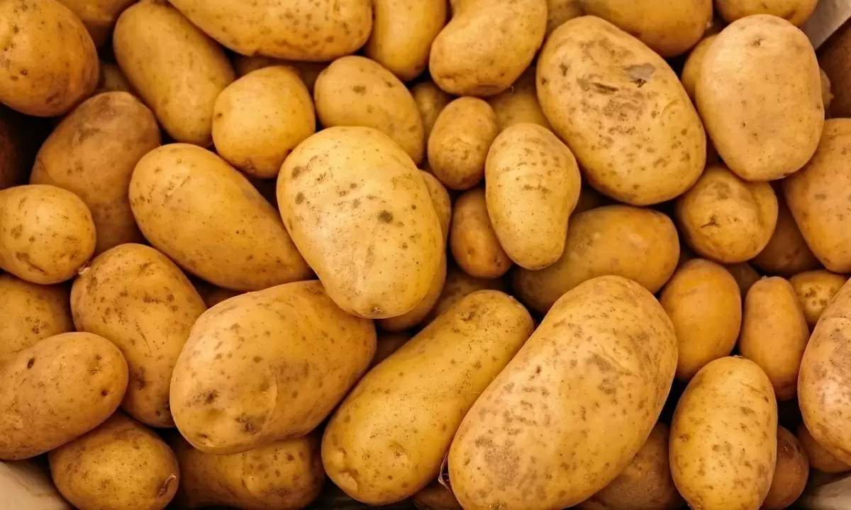Импортозамещение картофеля: новые горизонты для Беларуси
