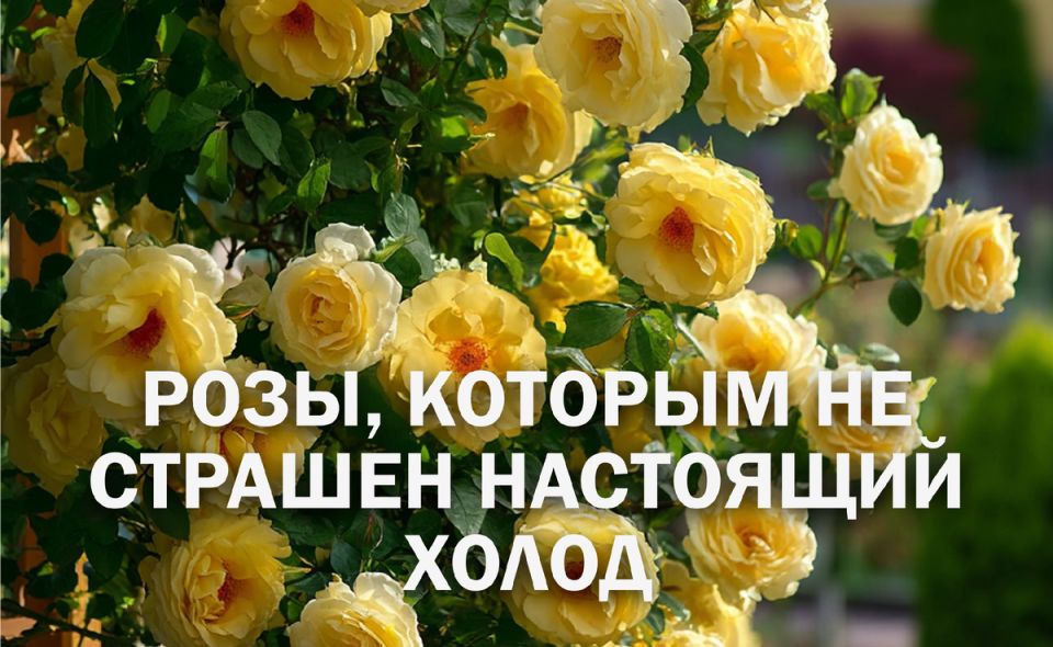 ��� ������� �������� ��� � ���������� ������ ��� ����� � ������