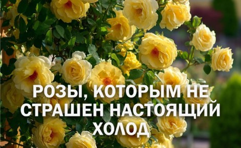 ��� ������� �������� ��� � ���������� ������ ��� ����� � ������