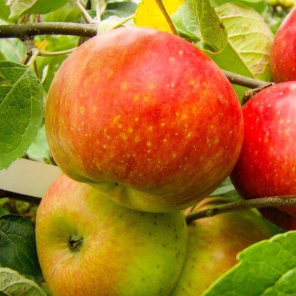 ������������ ������: ��������� ����� ��� ������ ����