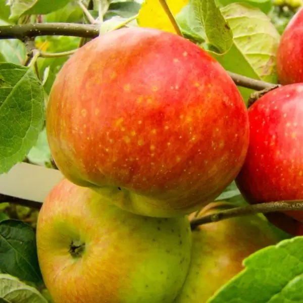 Деликатесная яблоня: идеальный выбор для вашего сада