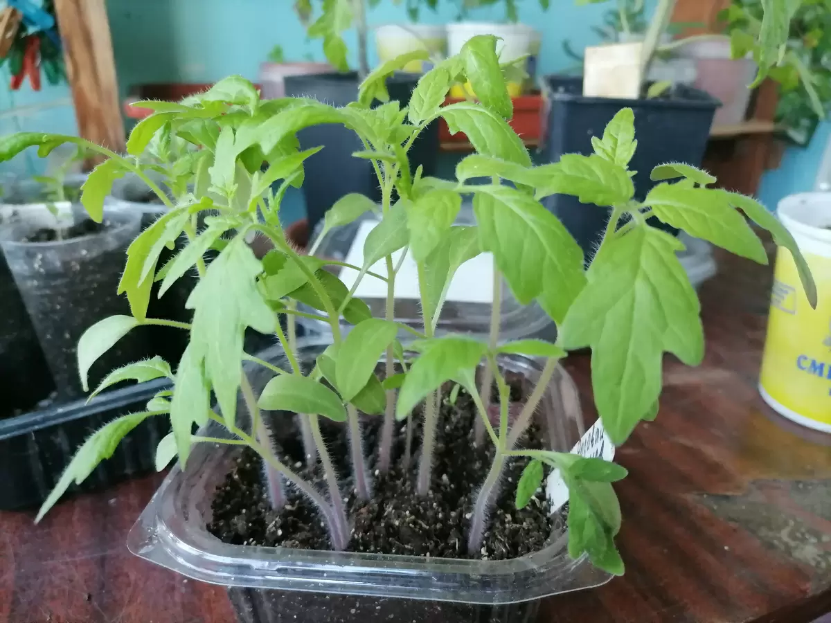 Почему ваша рассада тянется к солнцу: основные причины и решения