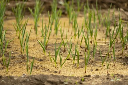 ��� �������� ������ �������� �������� � ��������� �� �������