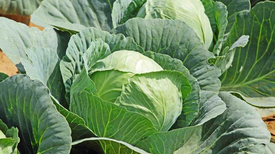 ���-������� ������ �������: ��� ��������� ������ ��� �����