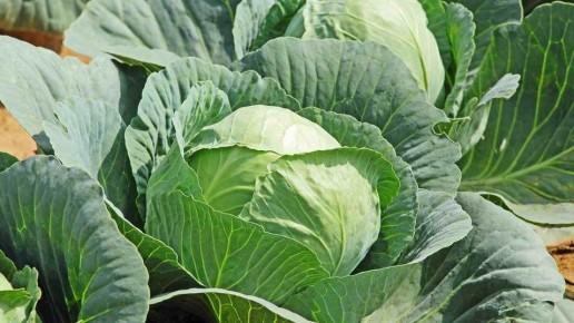 ���-������� ������ �������: ��� ��������� ������ ��� �����