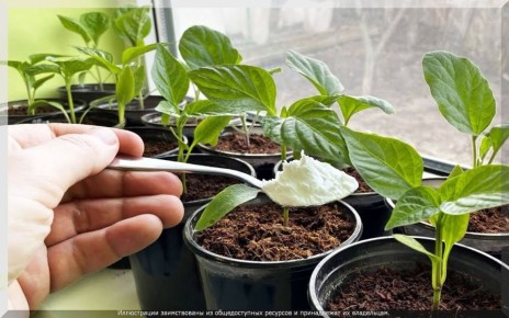 Как вырастить крепкую рассаду: полезные советы для начинающих огородников