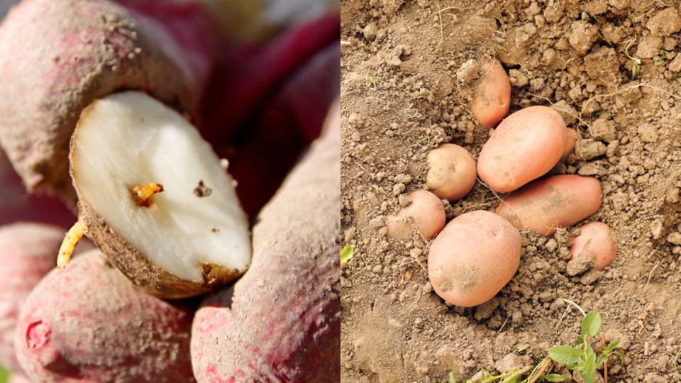 ��� �������� ������������ � ������� �������� �������