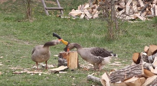 Как завершить дачные работы за 16 дней: секреты опытных садоводов