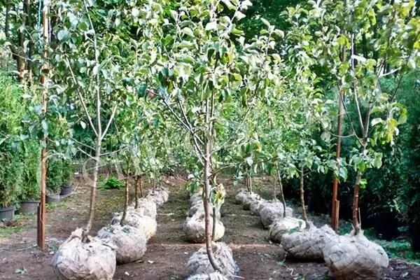 Как выбрать идеальную груши для вашего сада в 2026 году