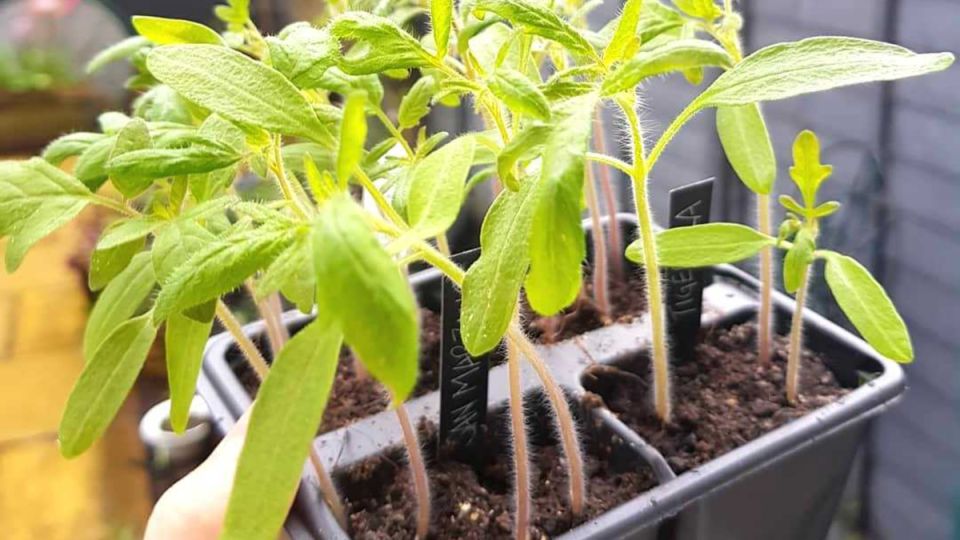 ��� �������� ��������� ������ ���������: ������� ������������ ������