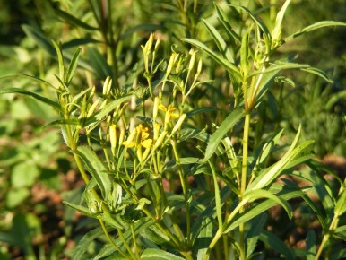 ��������: ������ ������, ������� �������� �������� � ������ ����������� ��� �� ���������