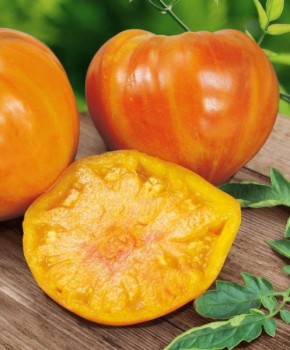 Томат Сладкий янтарь: экзотика с дынным вкусом и солнечным цветом