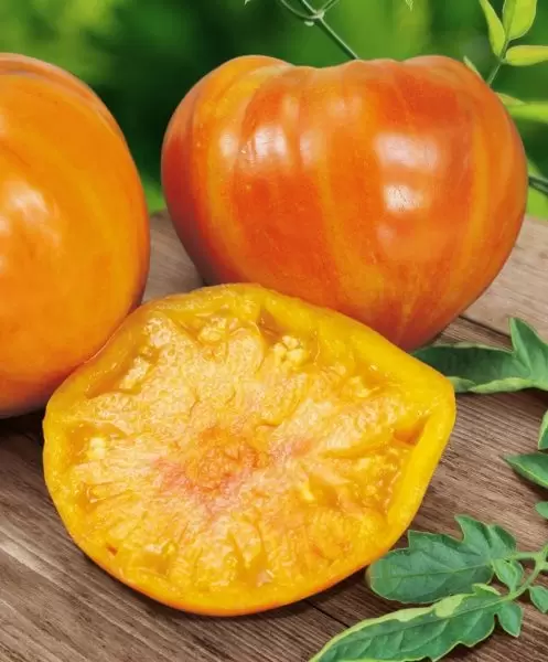 Томат Сладкий янтарь: экзотика с дынным вкусом и солнечным цветом