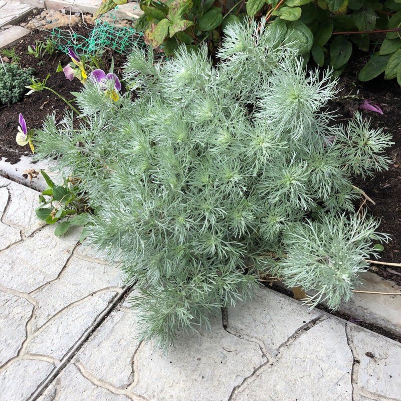 ������������ ������ ������: ����������� ����� � �����������