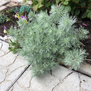 Декоративная полынь Шмидта: особенности ухода и размножения