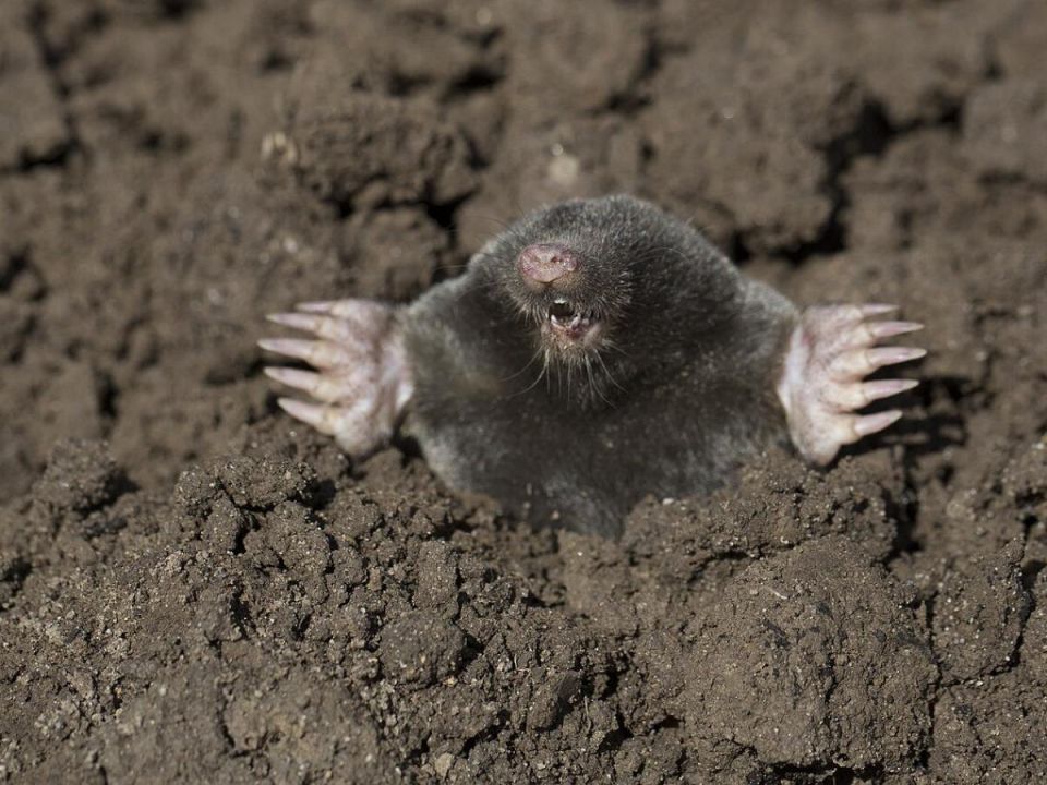 ��� �������� ���� ������� �� ������: ����������� ������ � ������ ���������