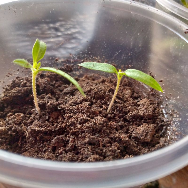 ��� �������� ������� ������ �������: ������� ��������� ������