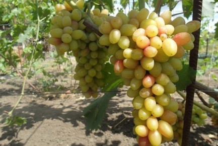 Виноград магнат: янтарные гроздья с красным акцентом