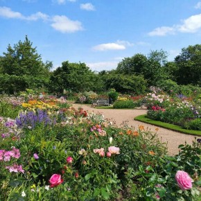 Растения-свечи: вертикальные шедевры для вашего сада