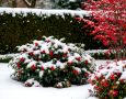5 универсальных растений для зимнего чудесного сада