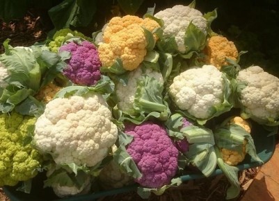 Тайны внутренней гнили капусты: как избежать неприятного сюрприза