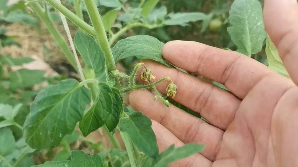 ����� ������� ������ ����� 2 ��� ����� ���������. ����� ���������